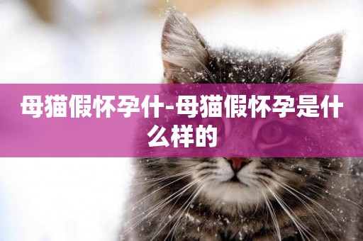 母貓假懷孕什-母貓假懷孕是什么樣的