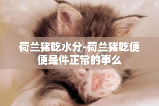 荷蘭豬吃水分-荷蘭豬吃便便是件正常的事么