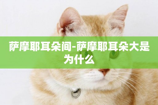 薩摩耶耳朵間-薩摩耶耳朵大是為什么