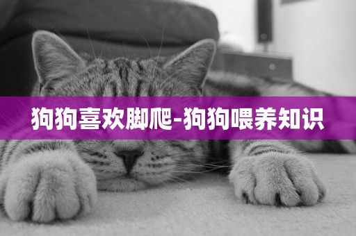 狗狗喜歡腳爬-狗狗喂養知識