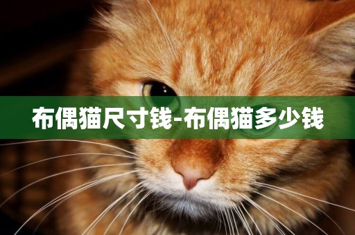 布偶貓尺寸錢-布偶貓多少錢