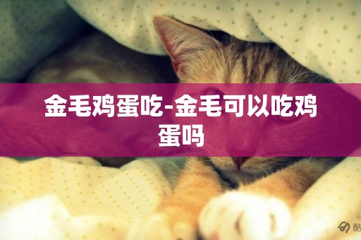 金毛雞蛋吃-金毛可以吃雞蛋嗎