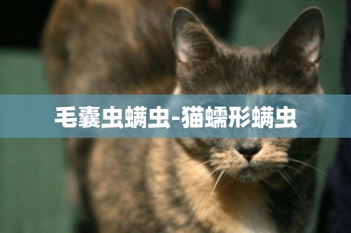 毛囊蟲螨蟲-貓蠕形螨蟲