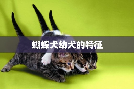 蝴蝶犬幼犬的特征