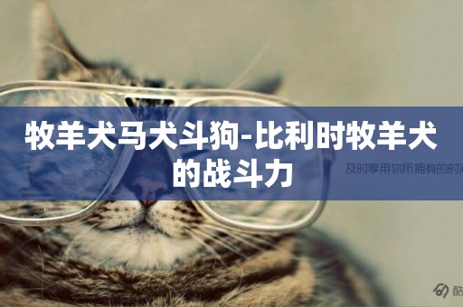 牧羊犬馬犬斗狗-比利時牧羊犬的戰斗力