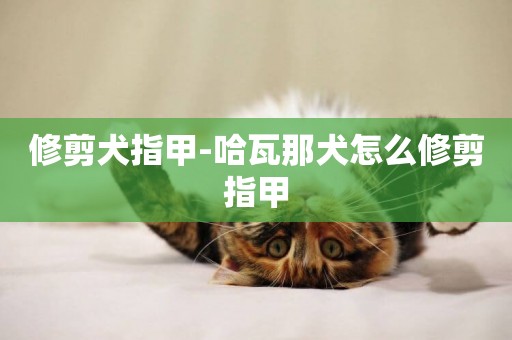 修剪犬指甲-哈瓦那犬怎么修剪指甲