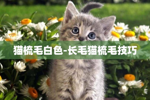 貓梳毛白色-長毛貓梳毛技巧