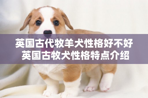 英國古代牧羊犬性格好不好 英國古牧犬性格特點介紹