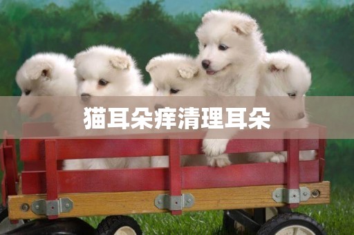 貓耳朵癢清理耳朵