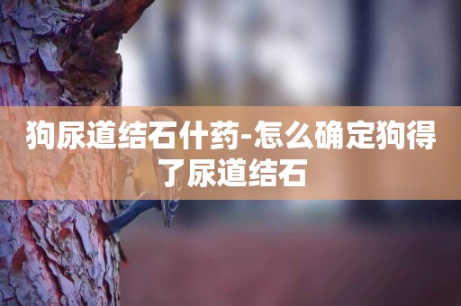 狗尿道結石什藥-怎么確定狗得了尿道結石