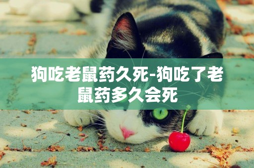 狗吃老鼠藥久死-狗吃了老鼠藥多久會死