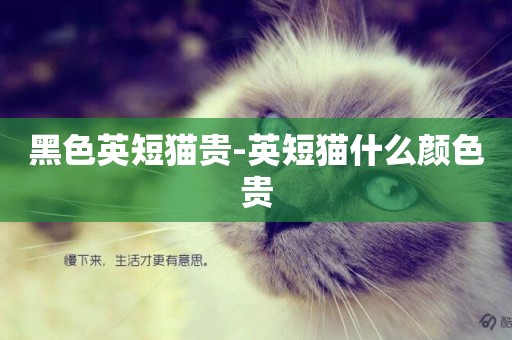 黑色英短貓貴-英短貓什么顏色貴
