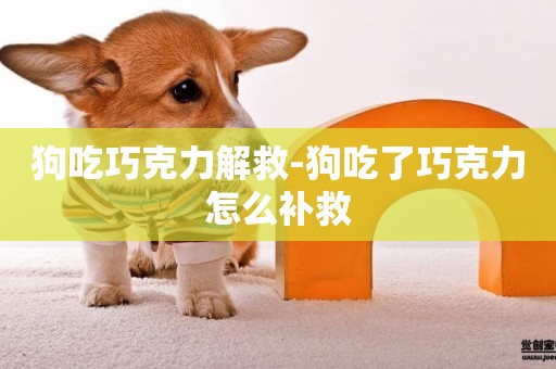 狗吃巧克力解救-狗吃了巧克力怎么補救