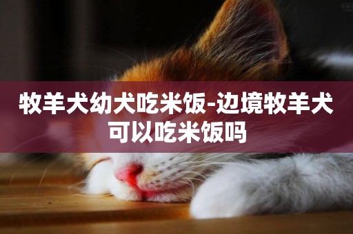 牧羊犬幼犬吃米飯-邊境牧羊犬可以吃米飯嗎