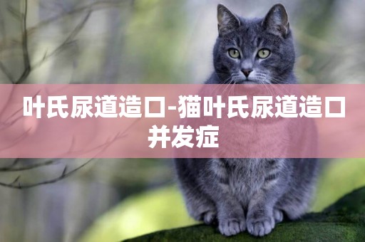 葉氏尿道造口-貓葉氏尿道造口并發癥