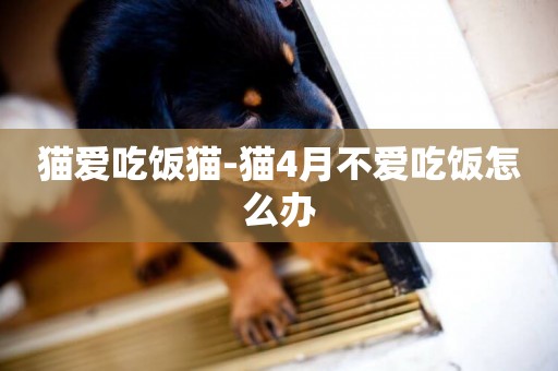 貓愛吃飯貓-貓4月不愛吃飯怎么辦
