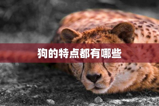 狗的特點都有哪些