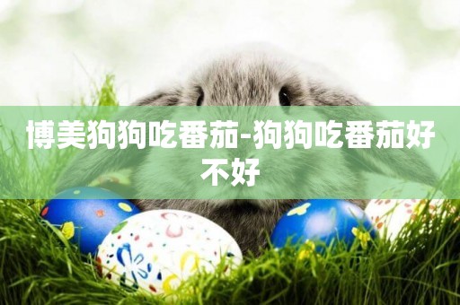 博美狗狗吃番茄-狗狗吃番茄好不好