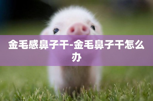 金毛感鼻子干-金毛鼻子干怎么辦