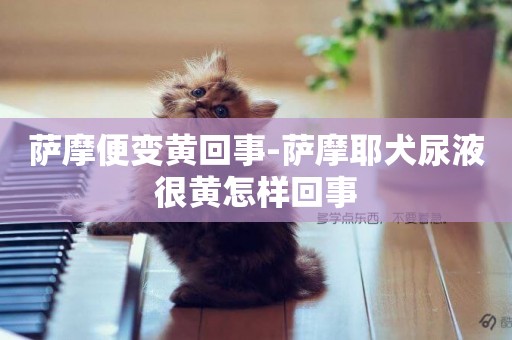 薩摩便變黃回事-薩摩耶犬尿液很黃怎樣回事