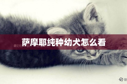 薩摩耶純種幼犬怎么看