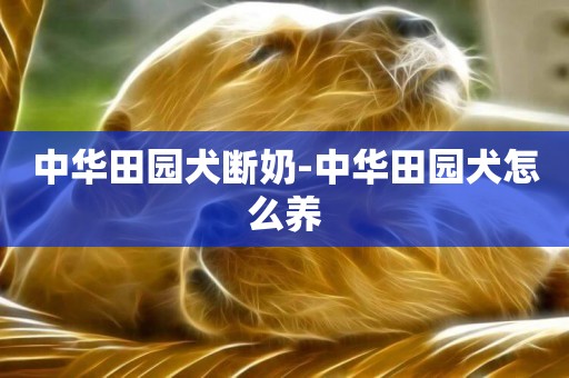 中華田園犬斷奶-中華田園犬怎么養
