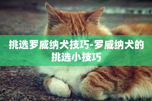 挑選羅威納犬技巧-羅威納犬的挑選小技巧