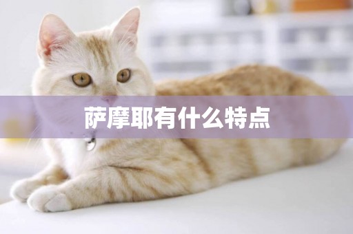 薩摩耶有什么特點
