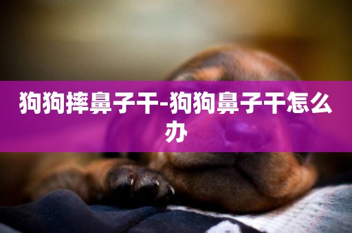 狗狗摔鼻子干-狗狗鼻子干怎么辦