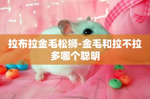 拉布拉金毛松獅-金毛和拉不拉多哪個聰明