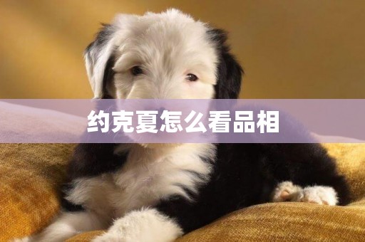 約克夏怎么看品相