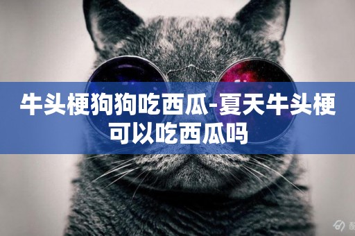 牛頭梗狗狗吃西瓜-夏天牛頭梗可以吃西瓜嗎