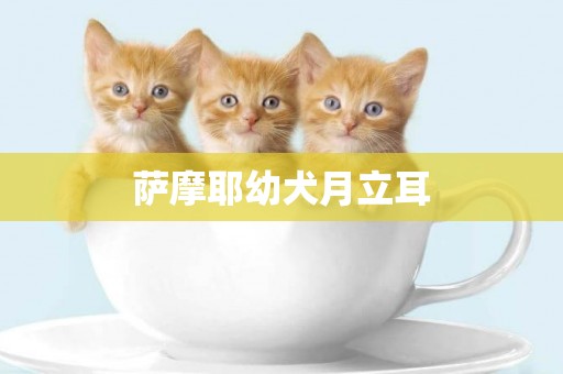 薩摩耶幼犬月立耳