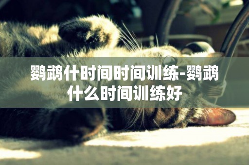 鸚鵡什時間時間訓練-鸚鵡什么時間訓練好