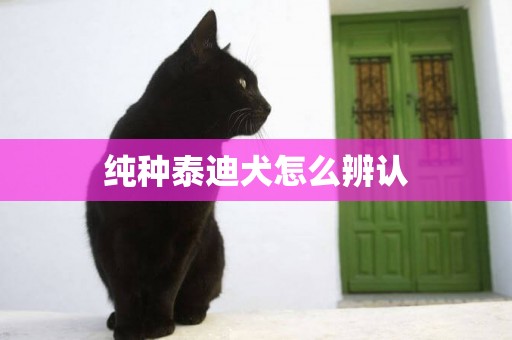 純種泰迪犬怎么辨認