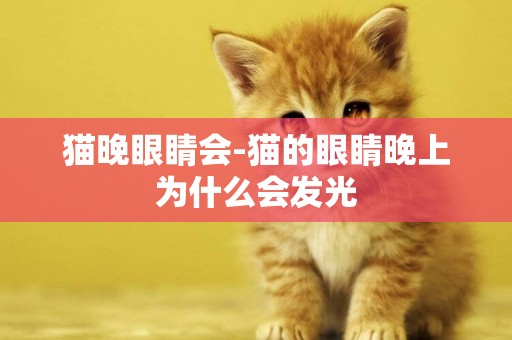 貓晚眼睛會-貓的眼睛晚上為什么會發光