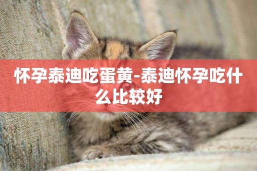 懷孕泰迪吃蛋黃-泰迪懷孕吃什么比較好