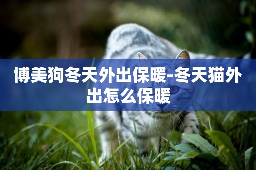 博美狗冬天外出保暖-冬天貓外出怎么保暖