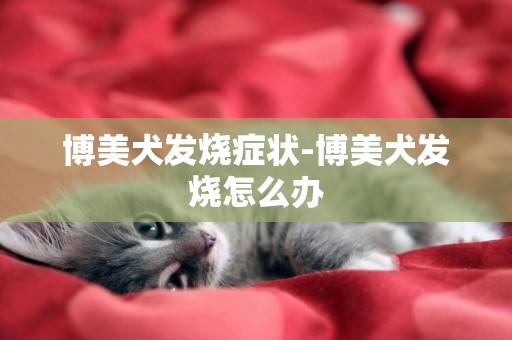 博美犬發燒癥狀-博美犬發燒怎么辦