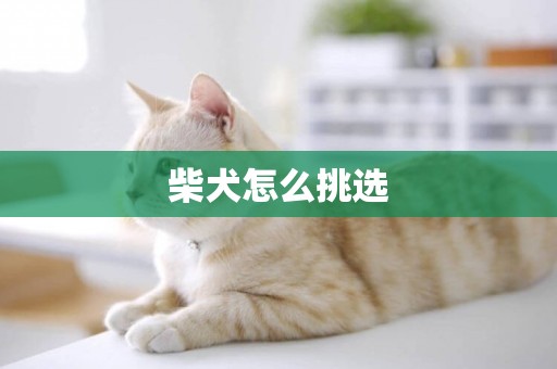 柴犬怎么挑選