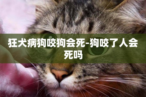 狂犬病狗咬狗會死-狗咬了人會死嗎