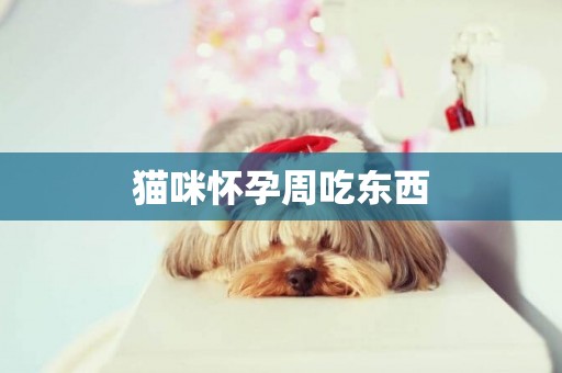 貓咪懷孕周吃東西