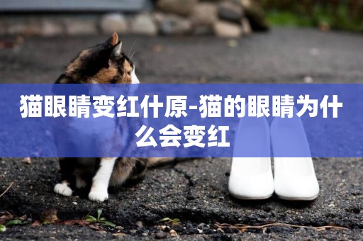 貓眼睛變紅什原-貓的眼睛為什么會變紅