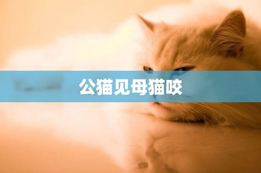 公貓見母貓咬