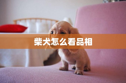 柴犬怎么看品相