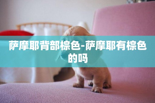 薩摩耶背部棕色-薩摩耶有棕色的嗎