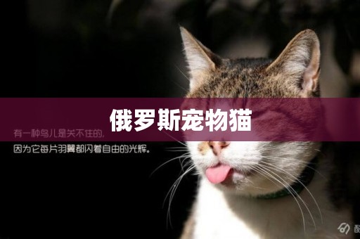俄羅斯寵物貓