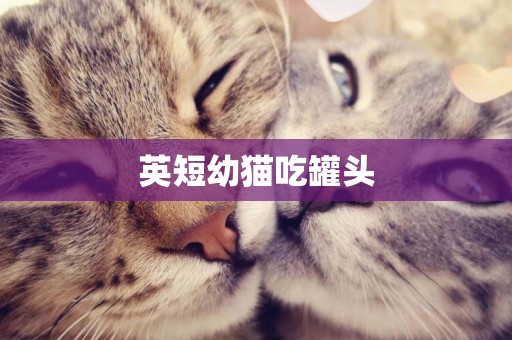 英短幼貓吃罐頭