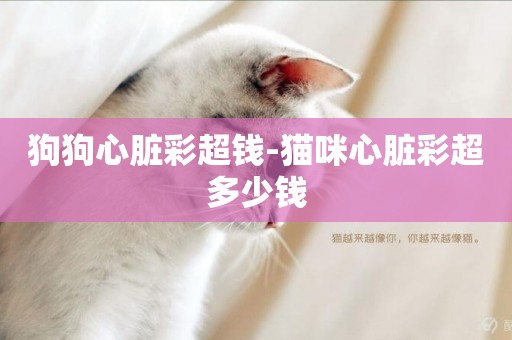 狗狗心臟彩超錢-貓咪心臟彩超多少錢