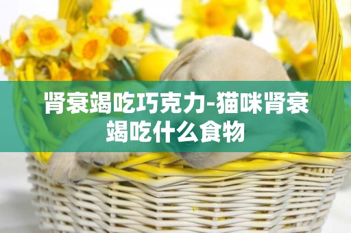 腎衰竭吃巧克力-貓咪腎衰竭吃什么食物